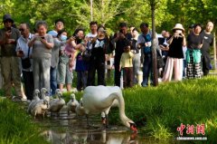 河南郑州：疣鼻天鹅“遛娃”引游人围观